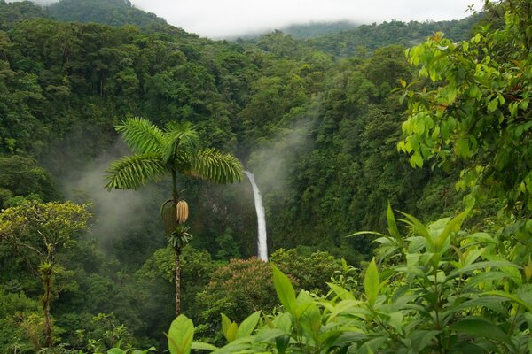 Jungle and waterfall in the background