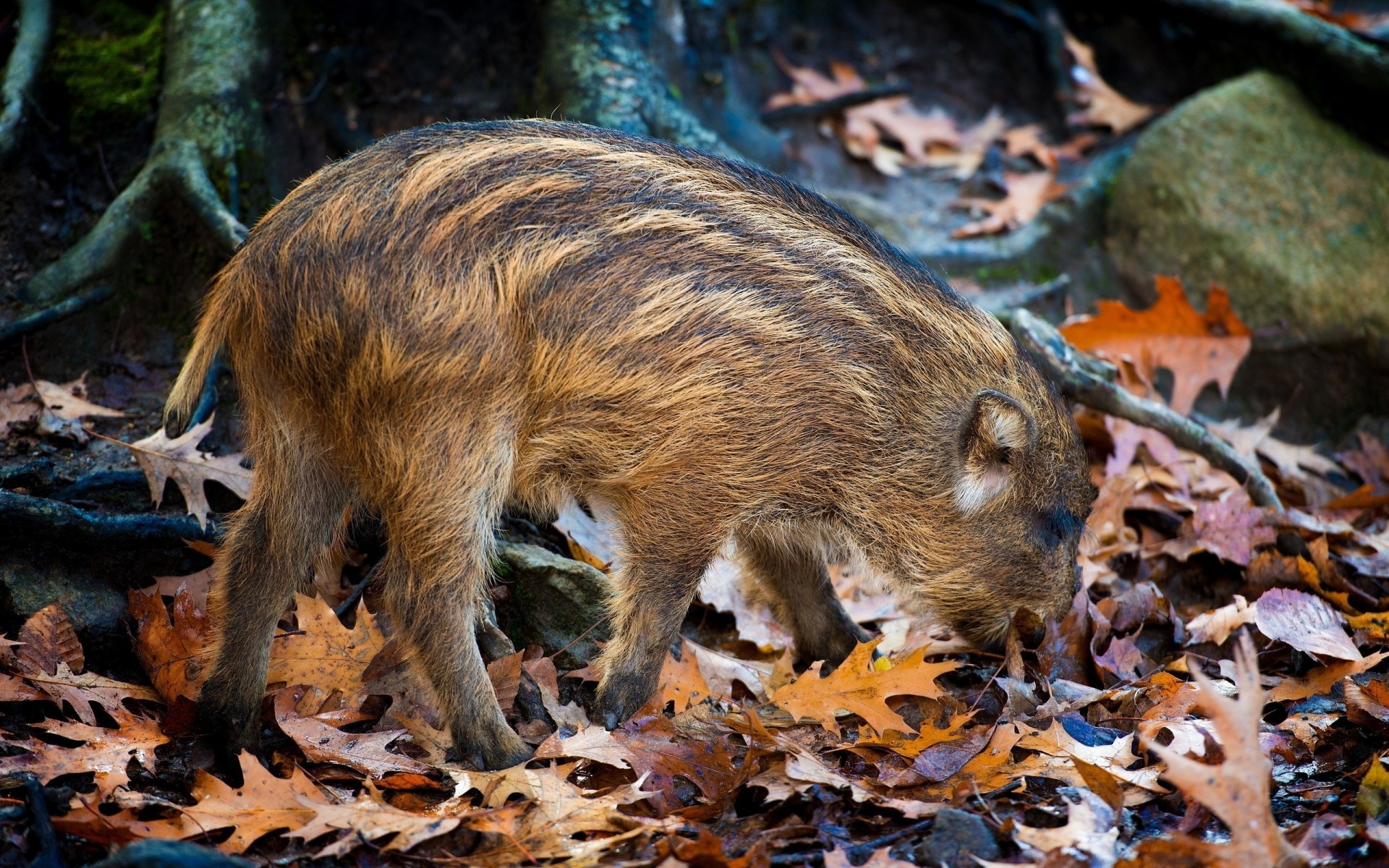 pietre foglia autunno gatti selvatici