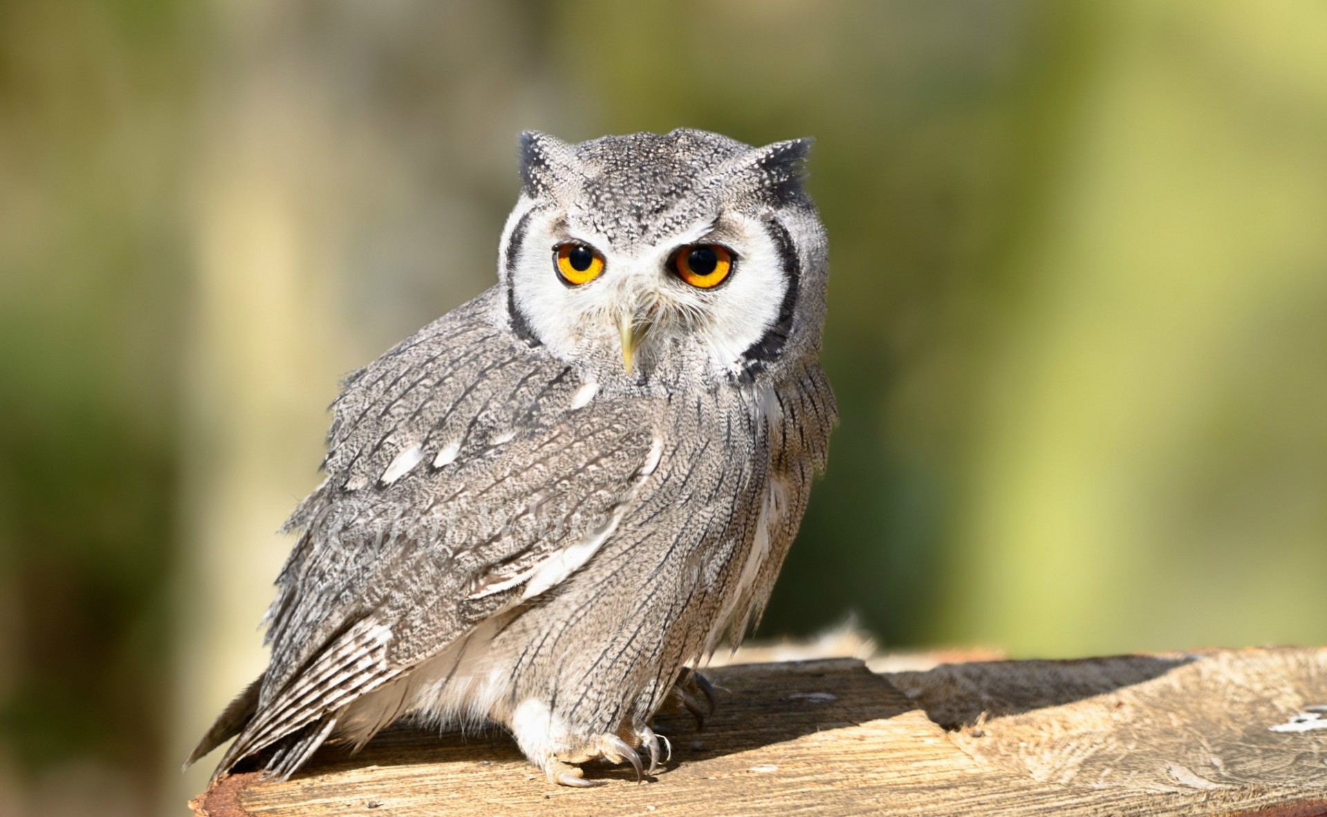 oiseaux hibou vue