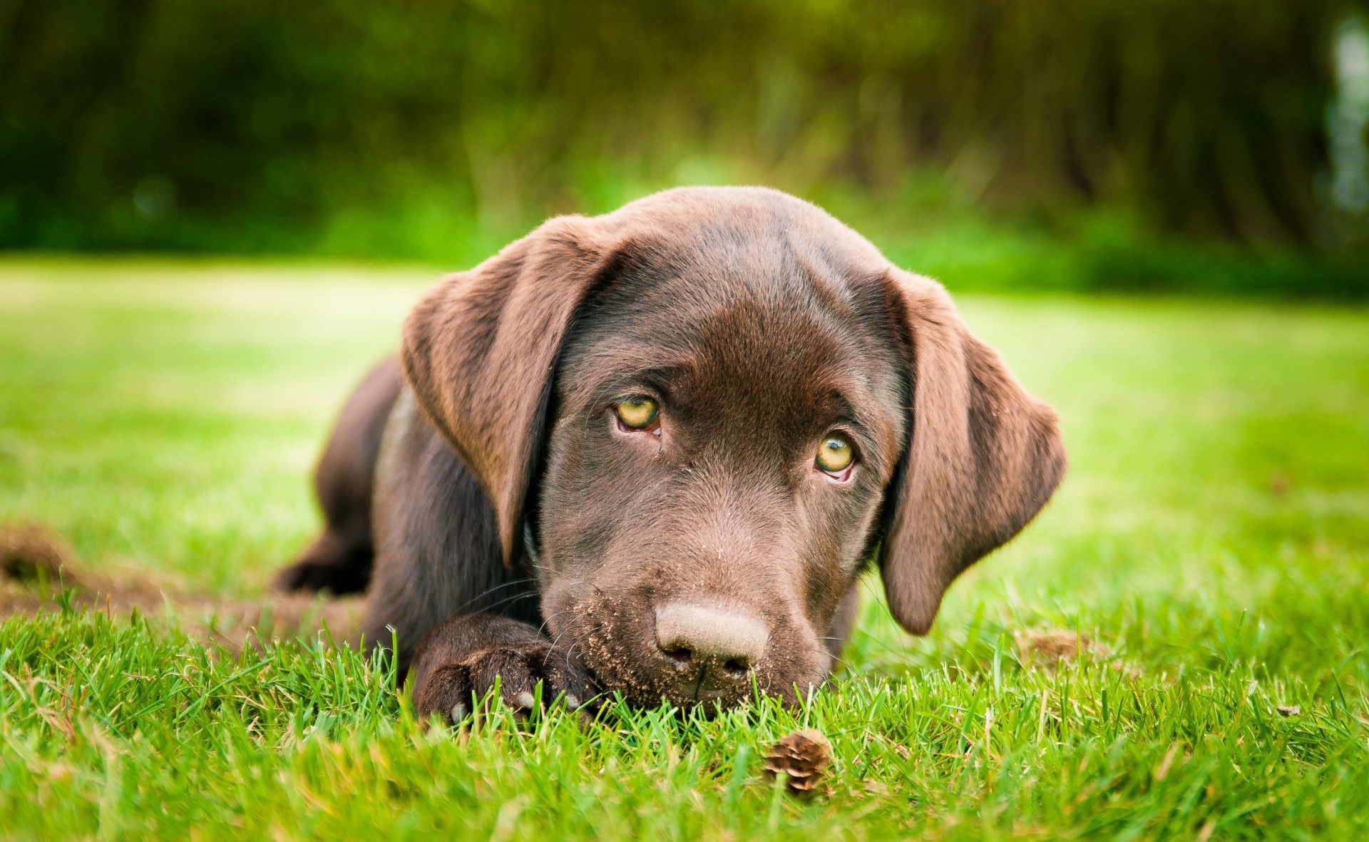 labrador retriever perro cachorro