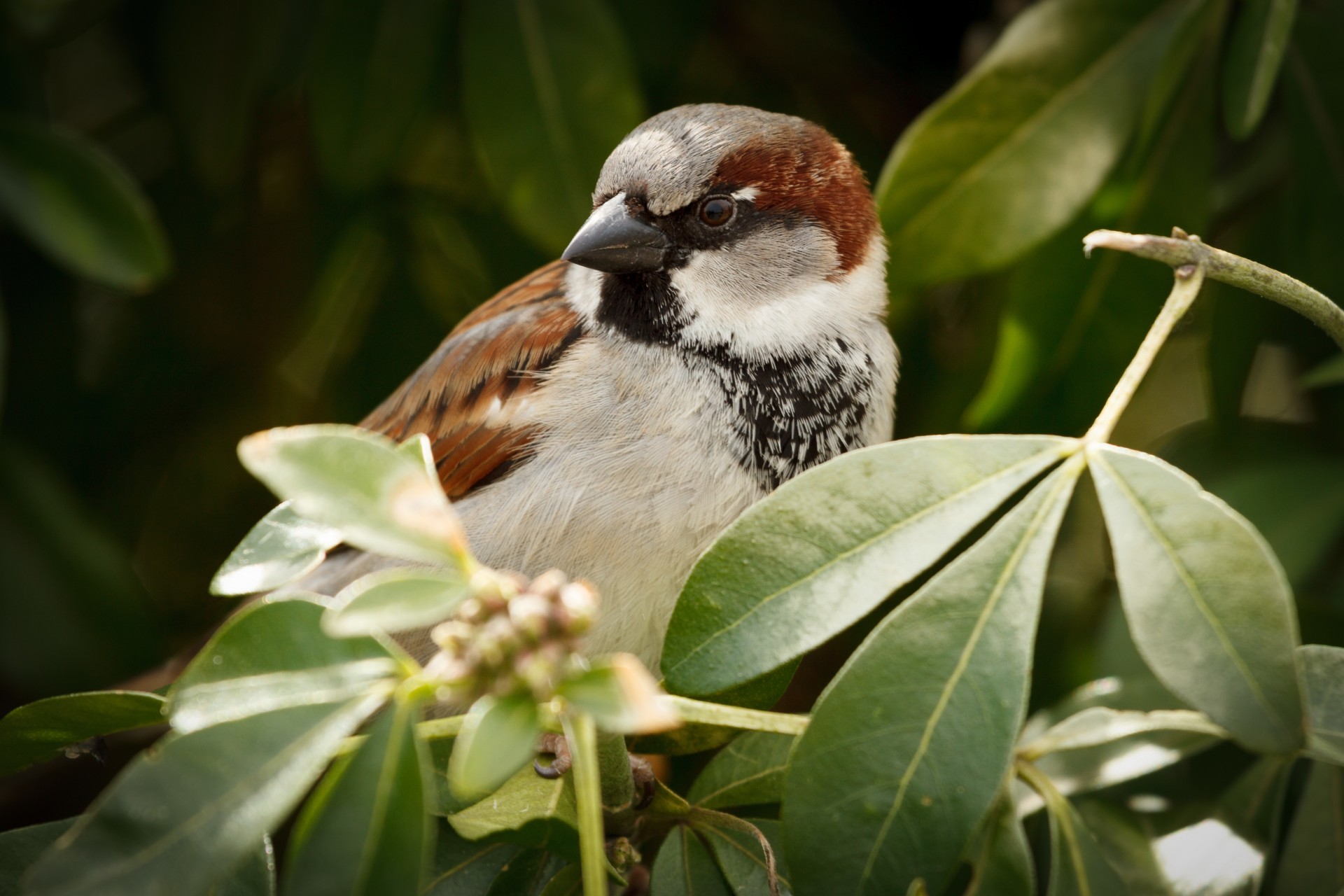 widescreen vollbild blatt hintergrund kaffee tiere palmen baum bäume tapete spatz küken vögel natur