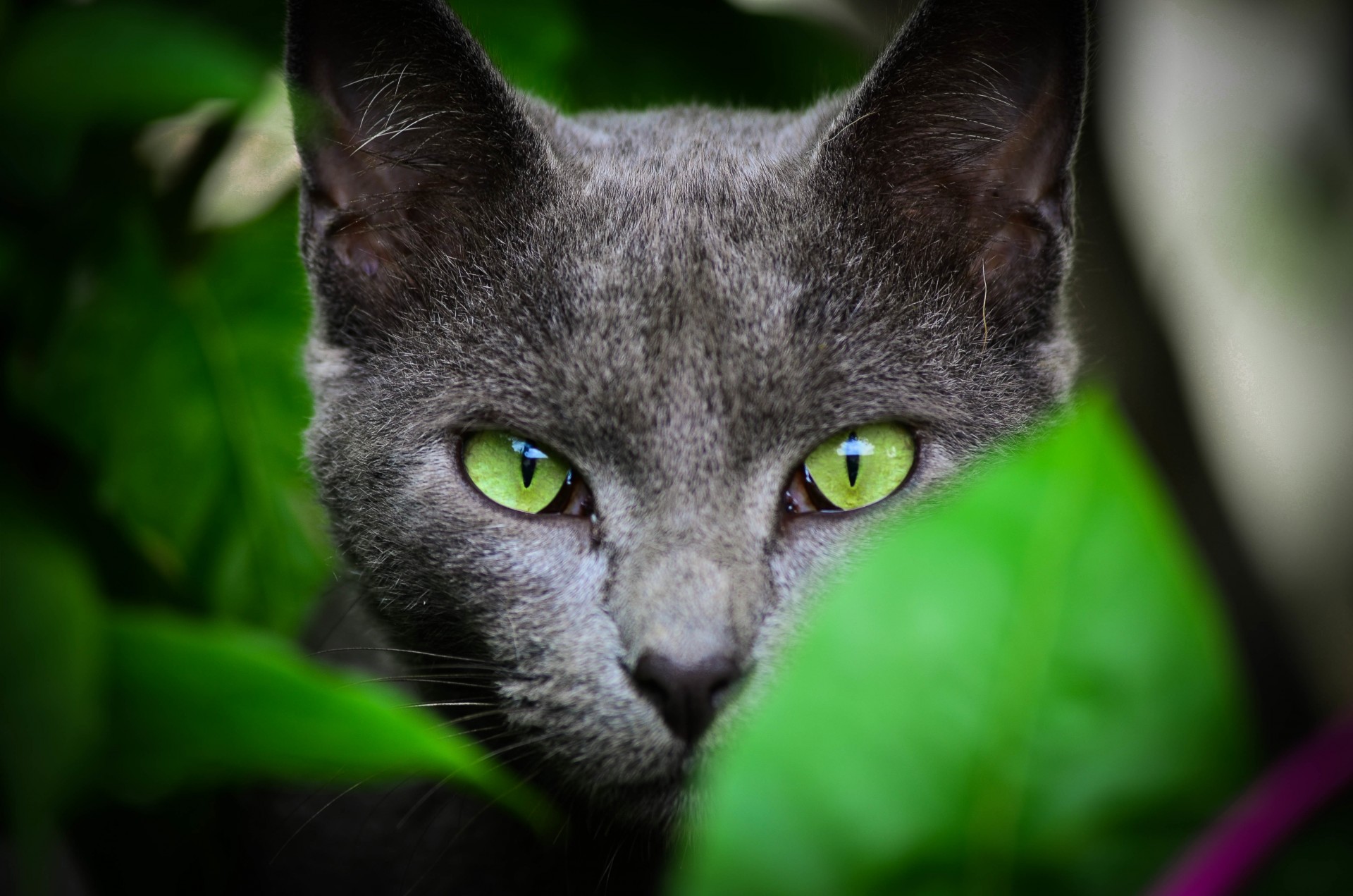 grüne augen ohren farben blick katze