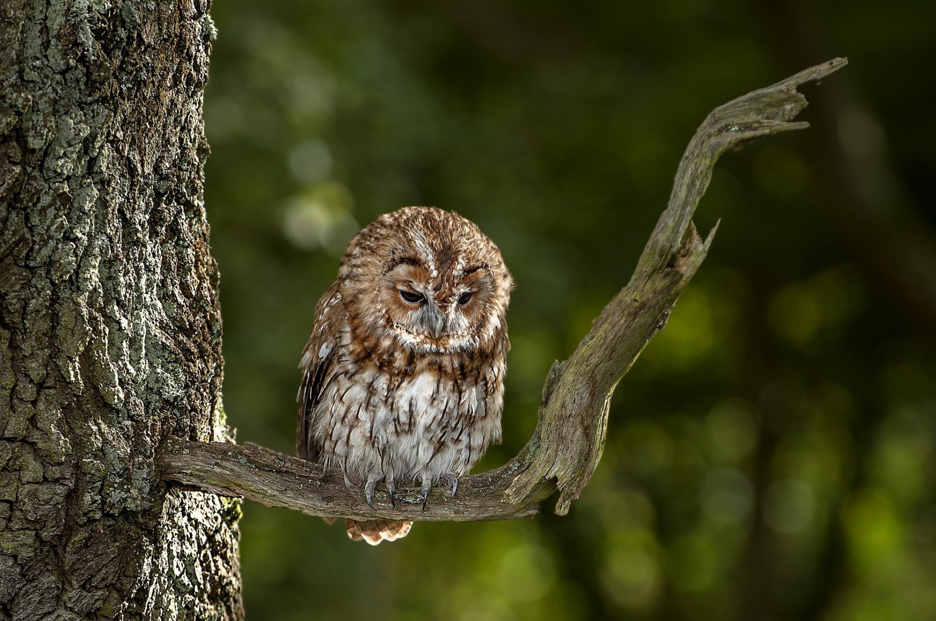 birds branch owl amber eyes tree