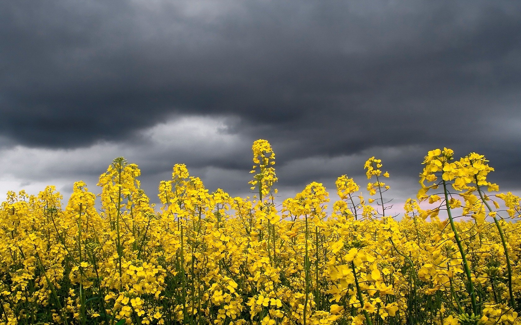 flower sky yellow the storm clouds bright