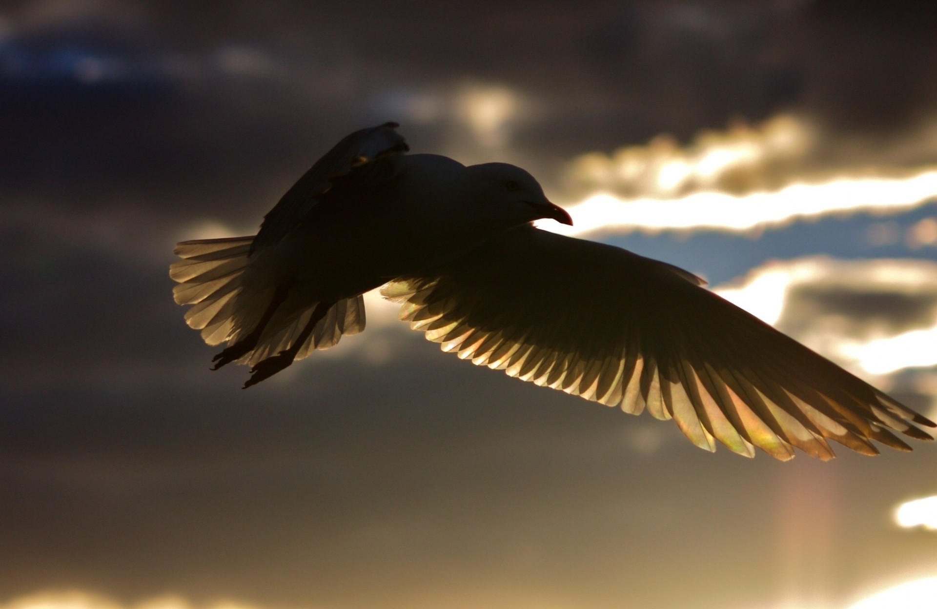 oiseaux silhouette ombre ciel