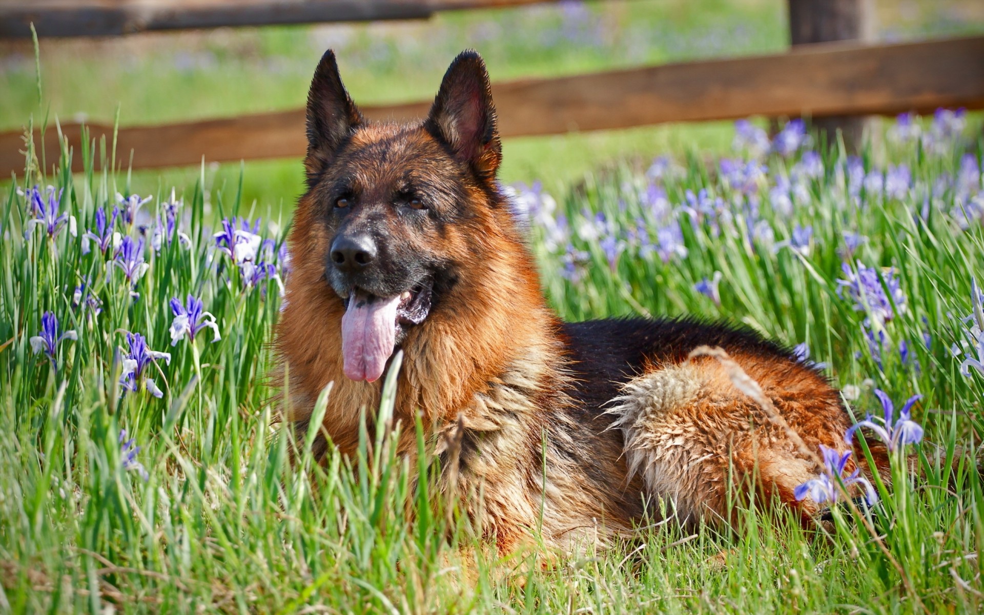 pastore tedesco fiori cane