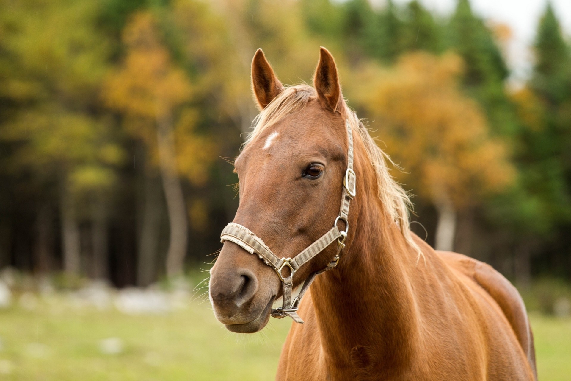 caballo dientes