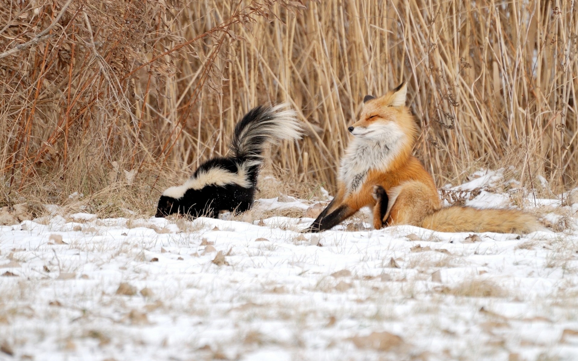 fuchs stinktier situationen schilf schnee winter