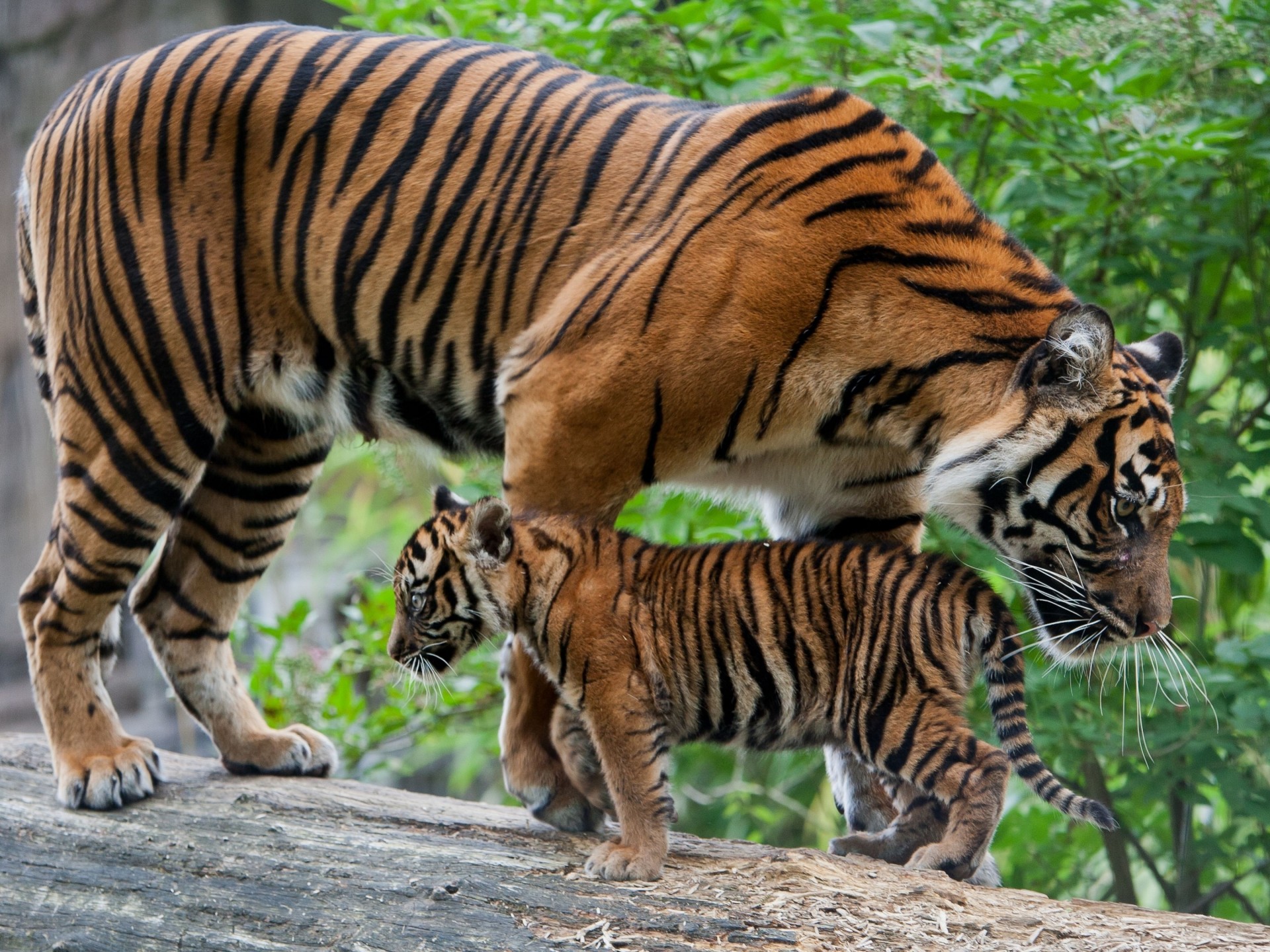 katze mutterschaft tiger baby hüte baumstamm tiger