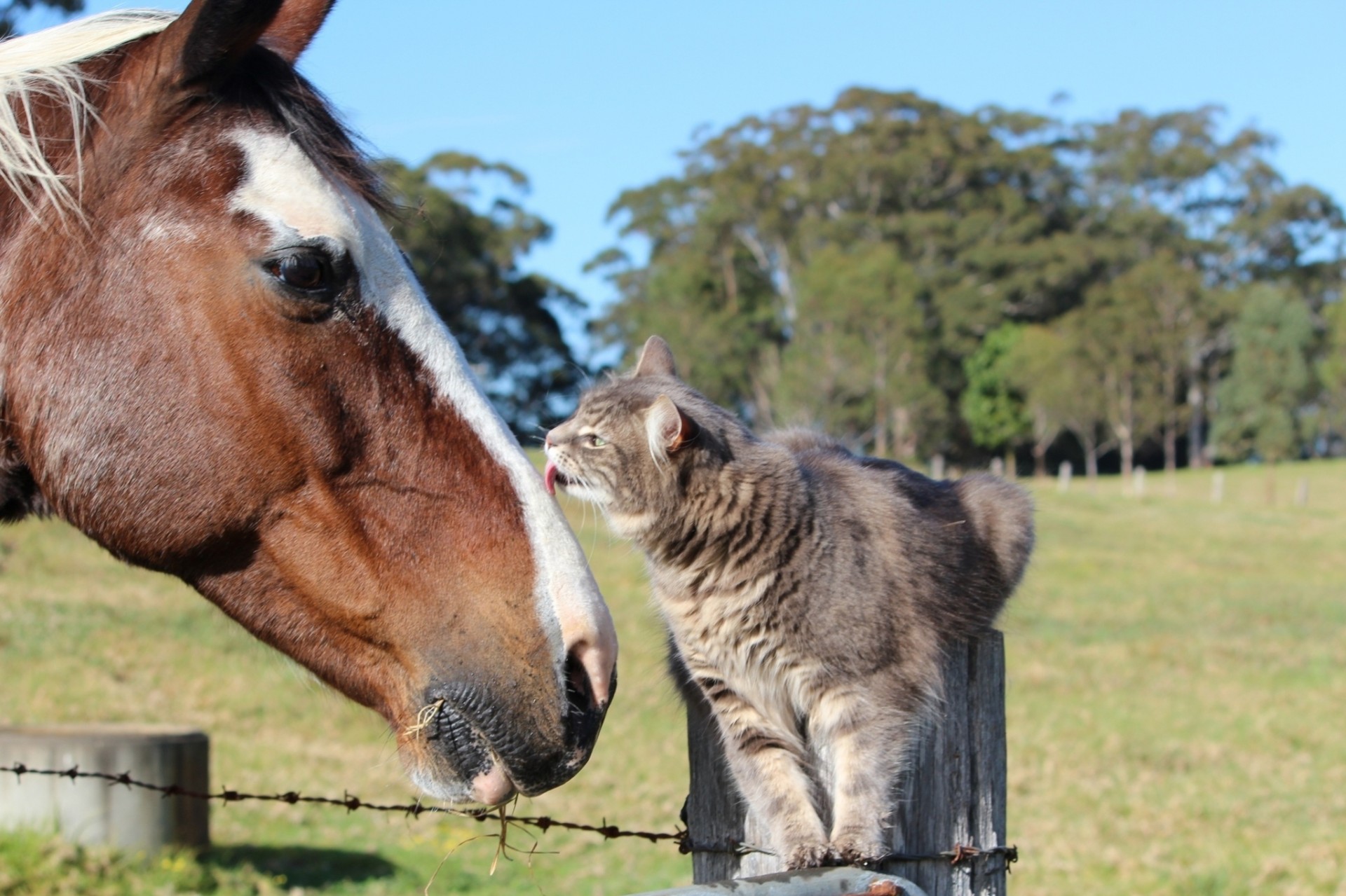 amigos gato caballo amistad