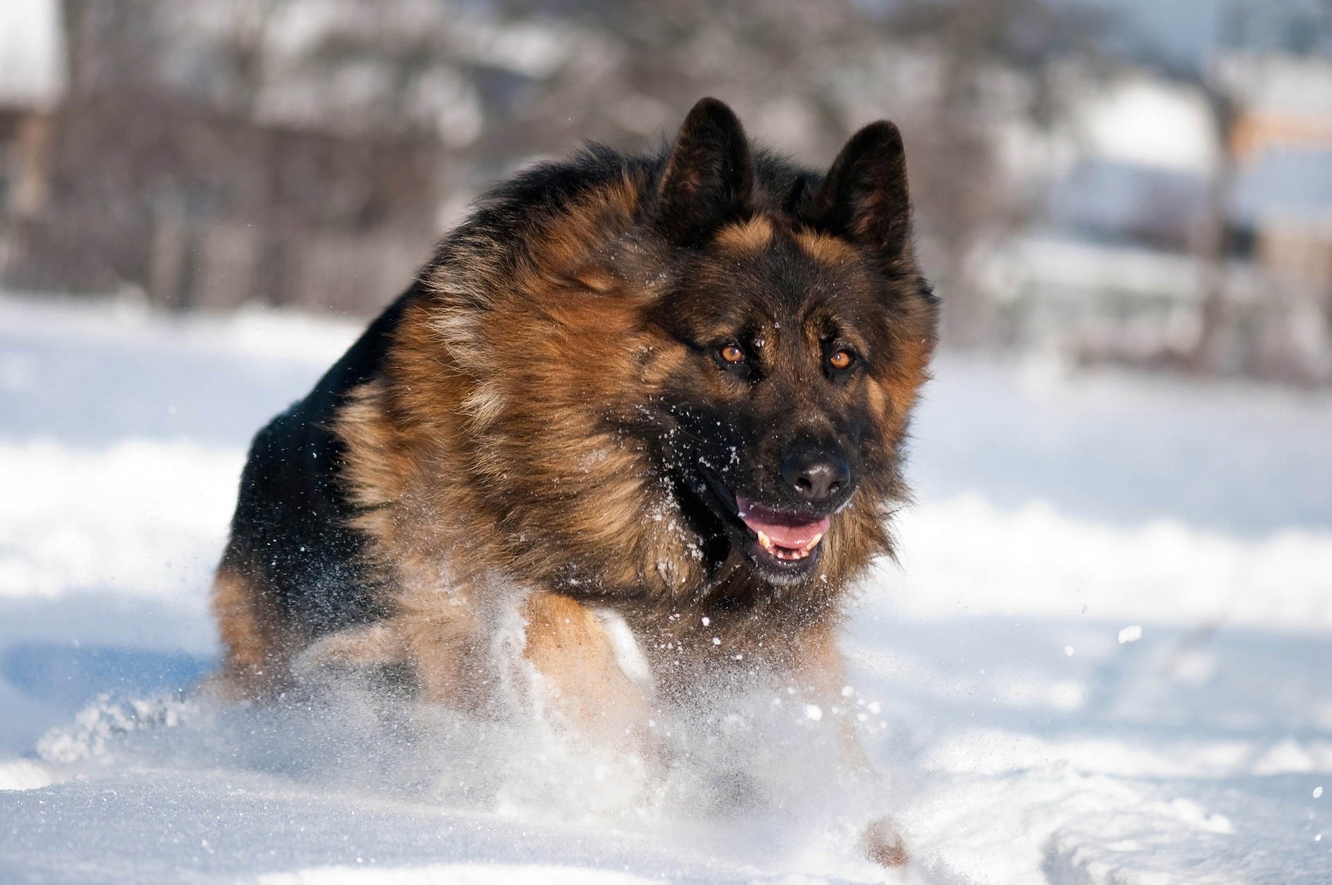 perro nieve invierno pastor alemán