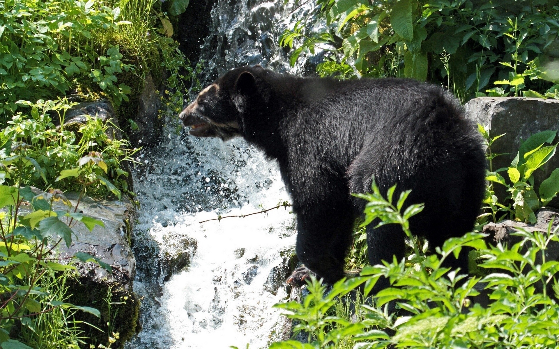 orso urlo