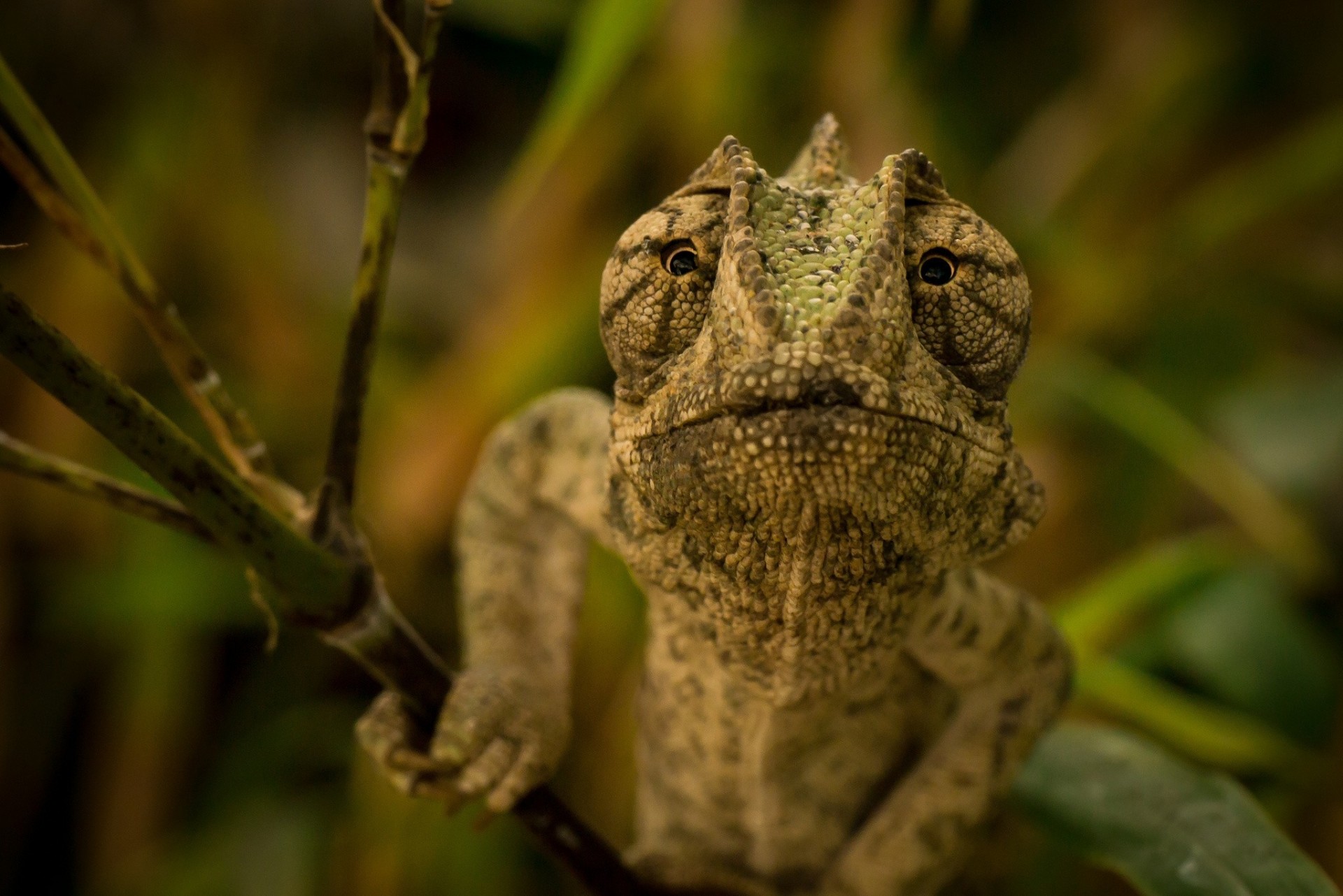 camelion lagarto ojos rama