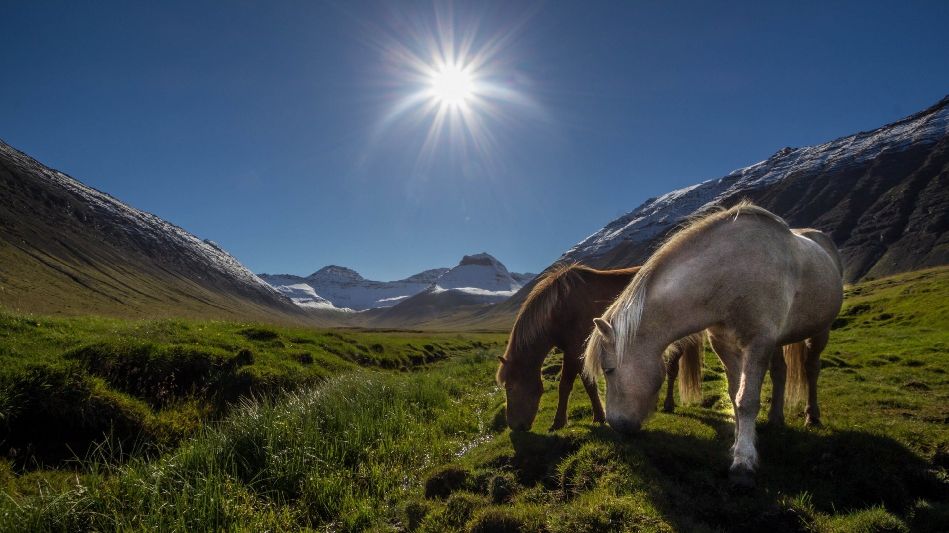 sonne berge pferde island wiese