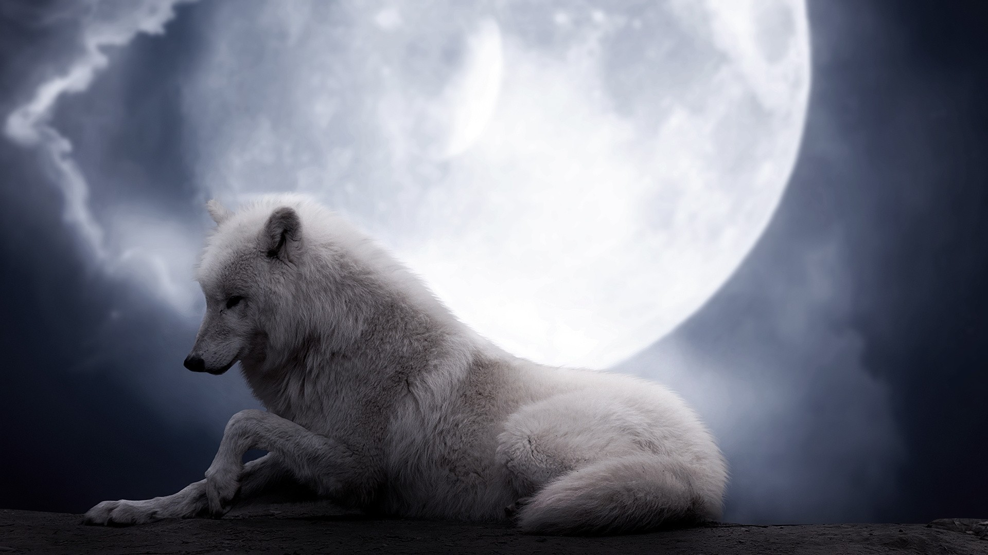 nuit loup beauté lune fiction blanc