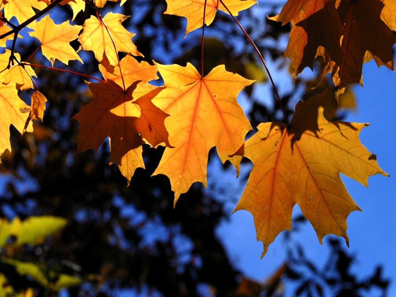 feuilles branches arbres bleu jaune automne