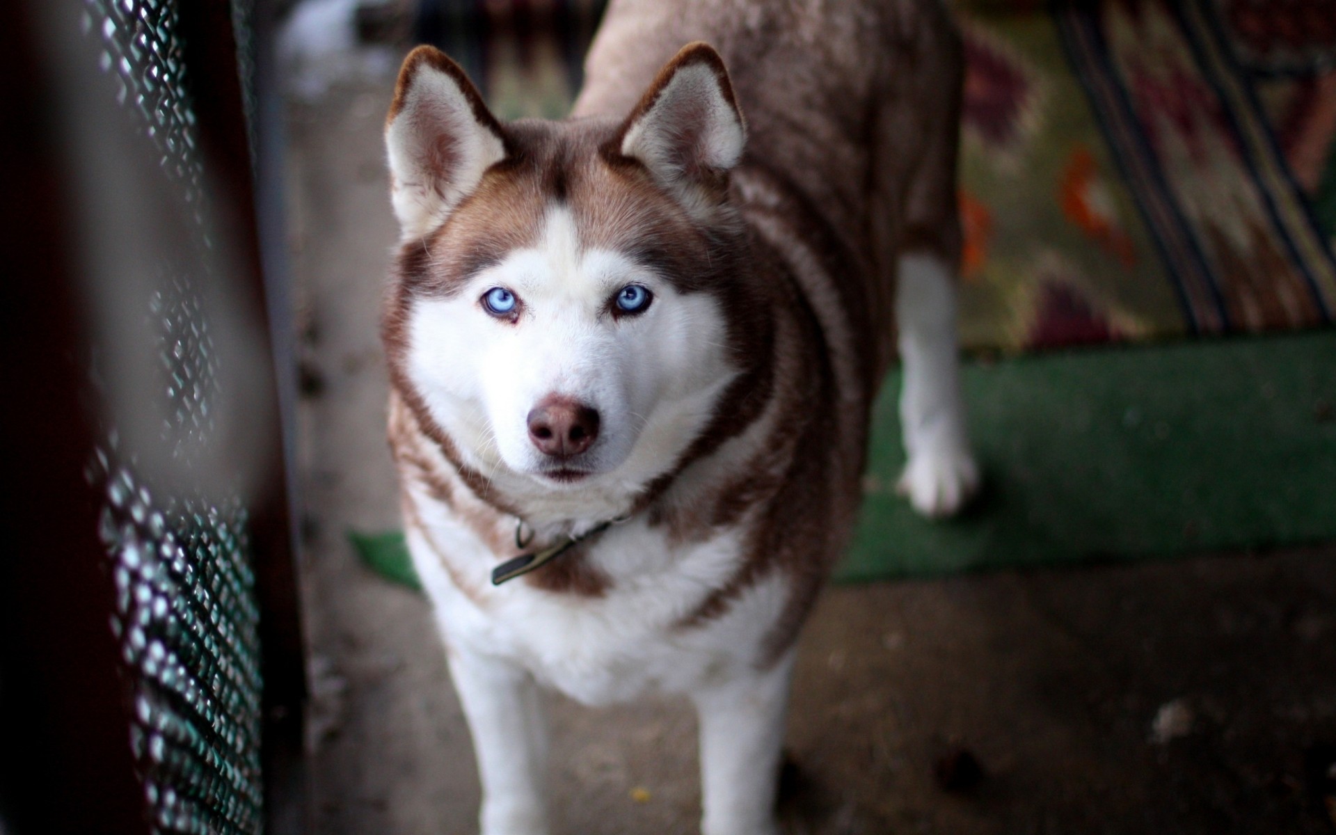 chien dents husky vue