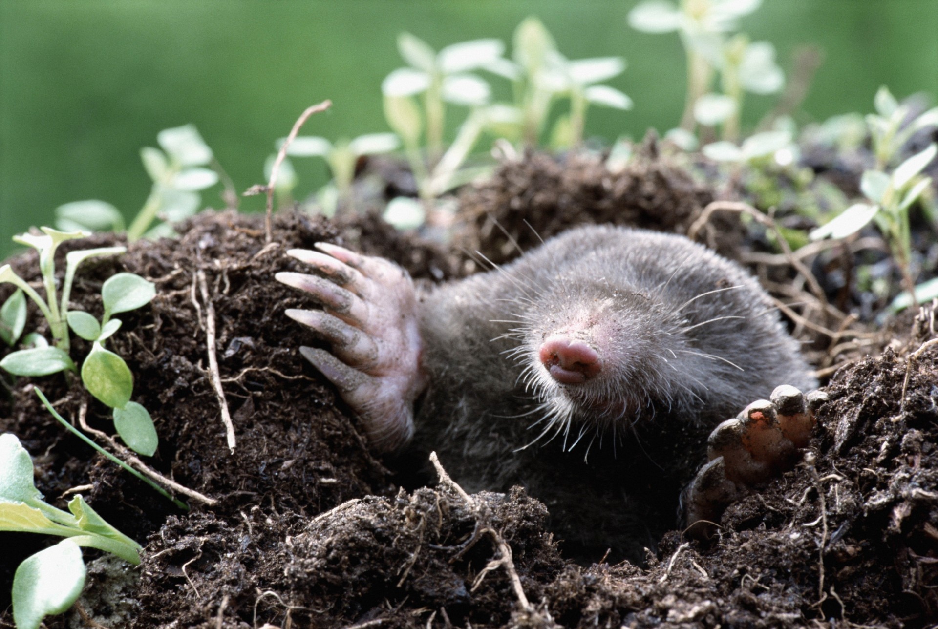 terra tana erba fango cuccioli di leone