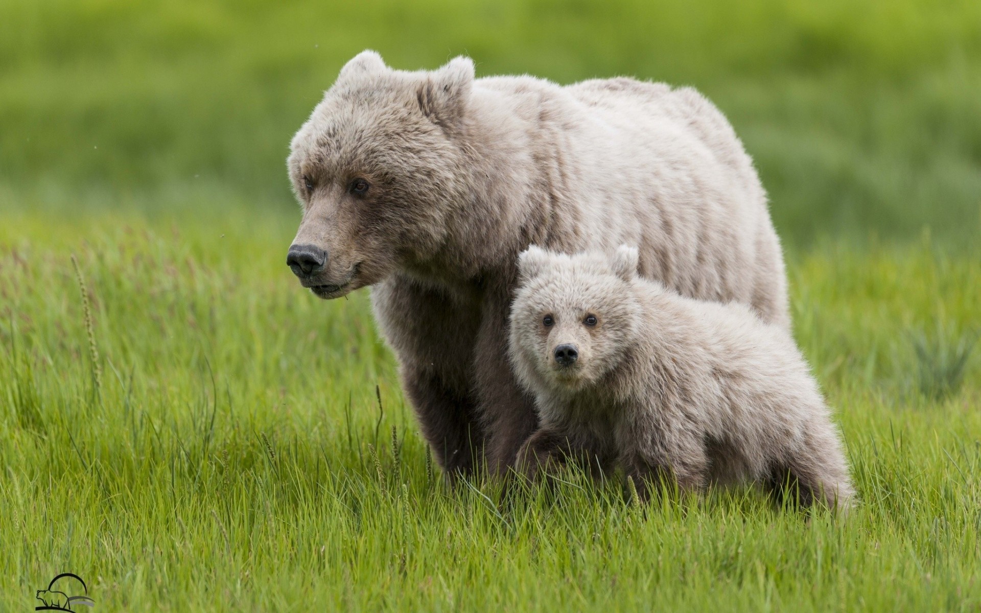 maternidad oso de peluche hierba osos oso cachorro