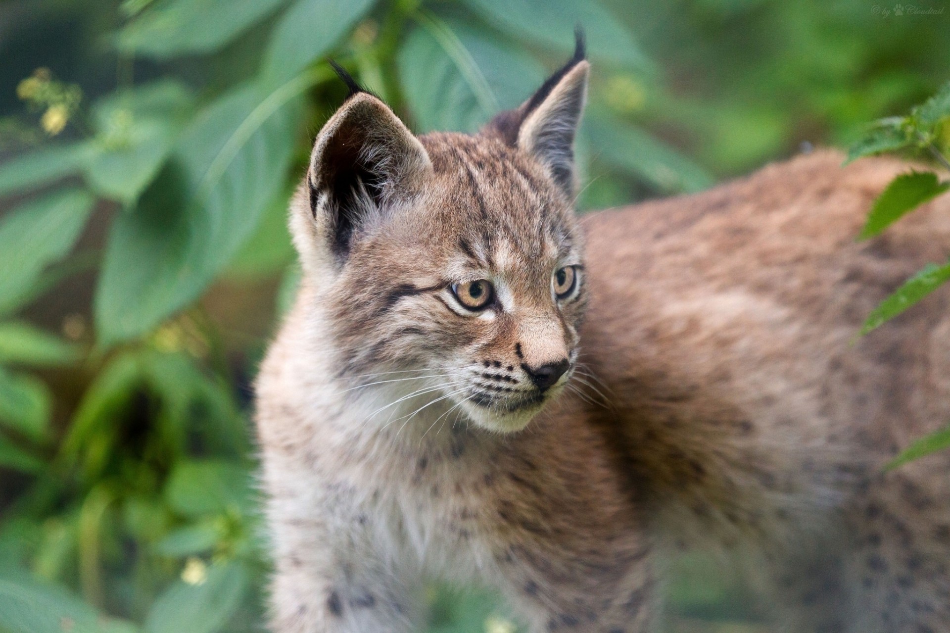 luchs wildkatze jungtier zähne