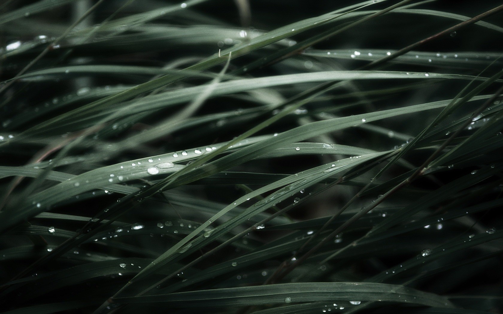 close up drops droplets rosa dark green leaves thicket