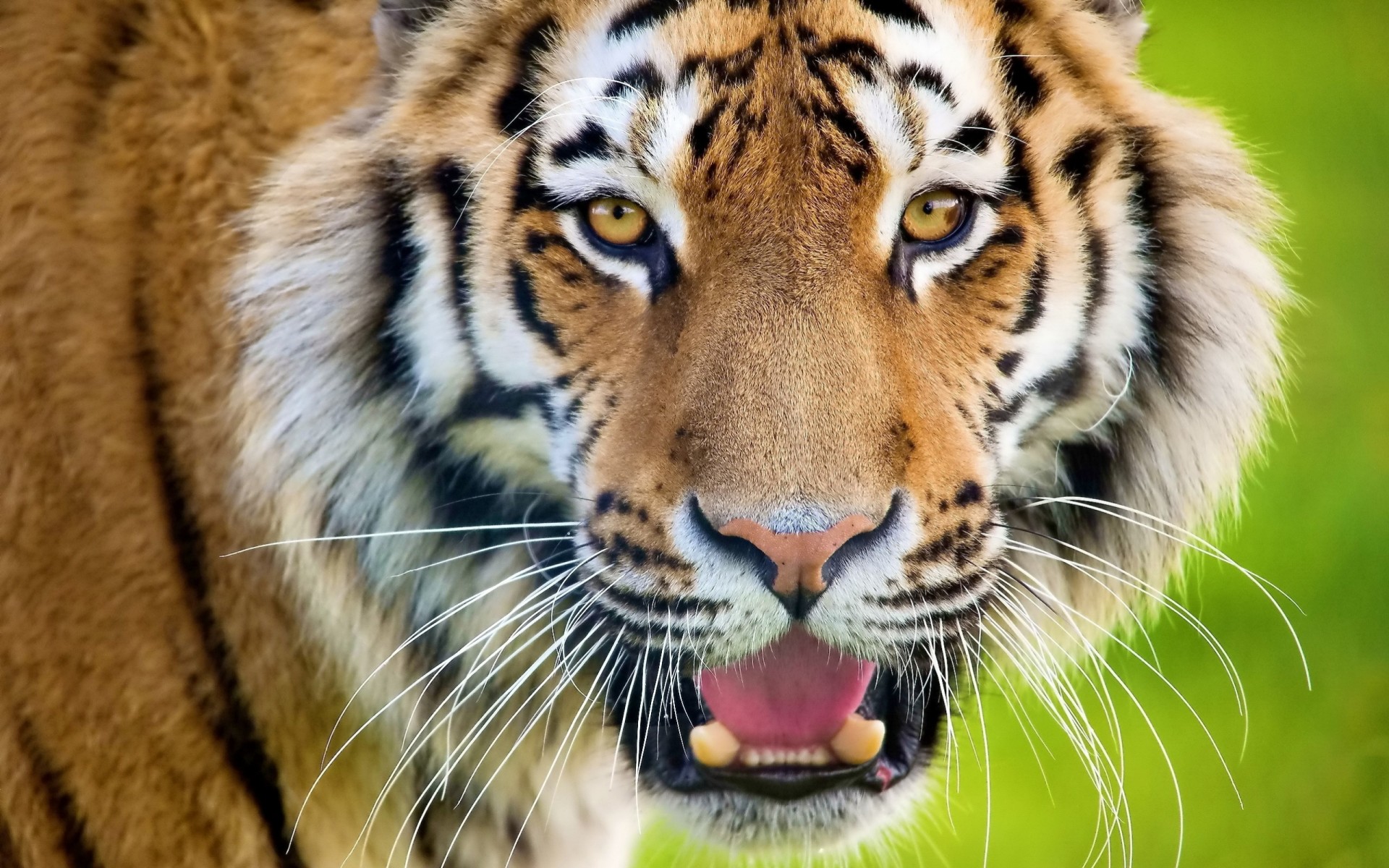 surprise dents prédateur bouche ouverte tigre