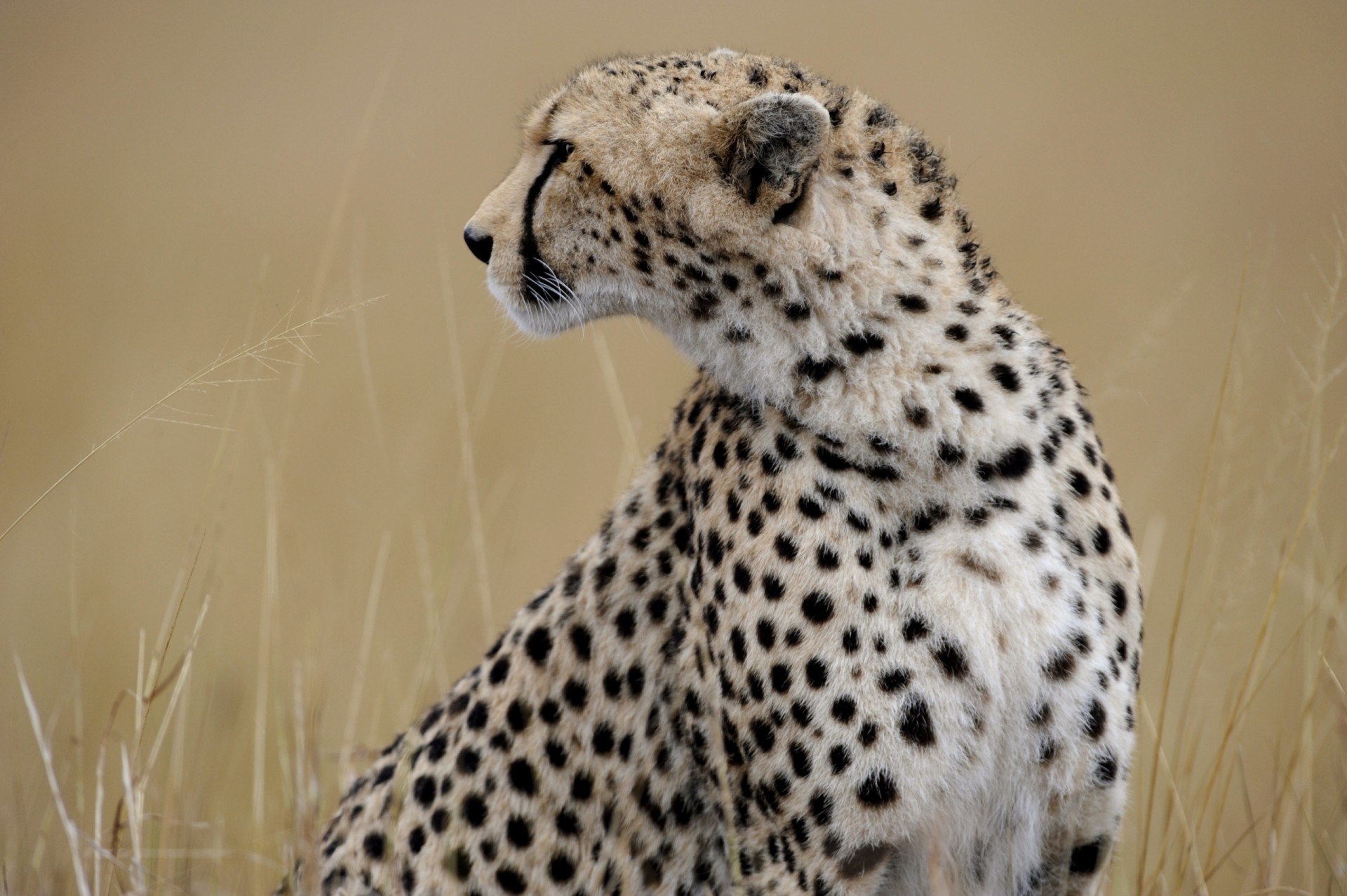 bête profil chat sauvage guépard prédateur