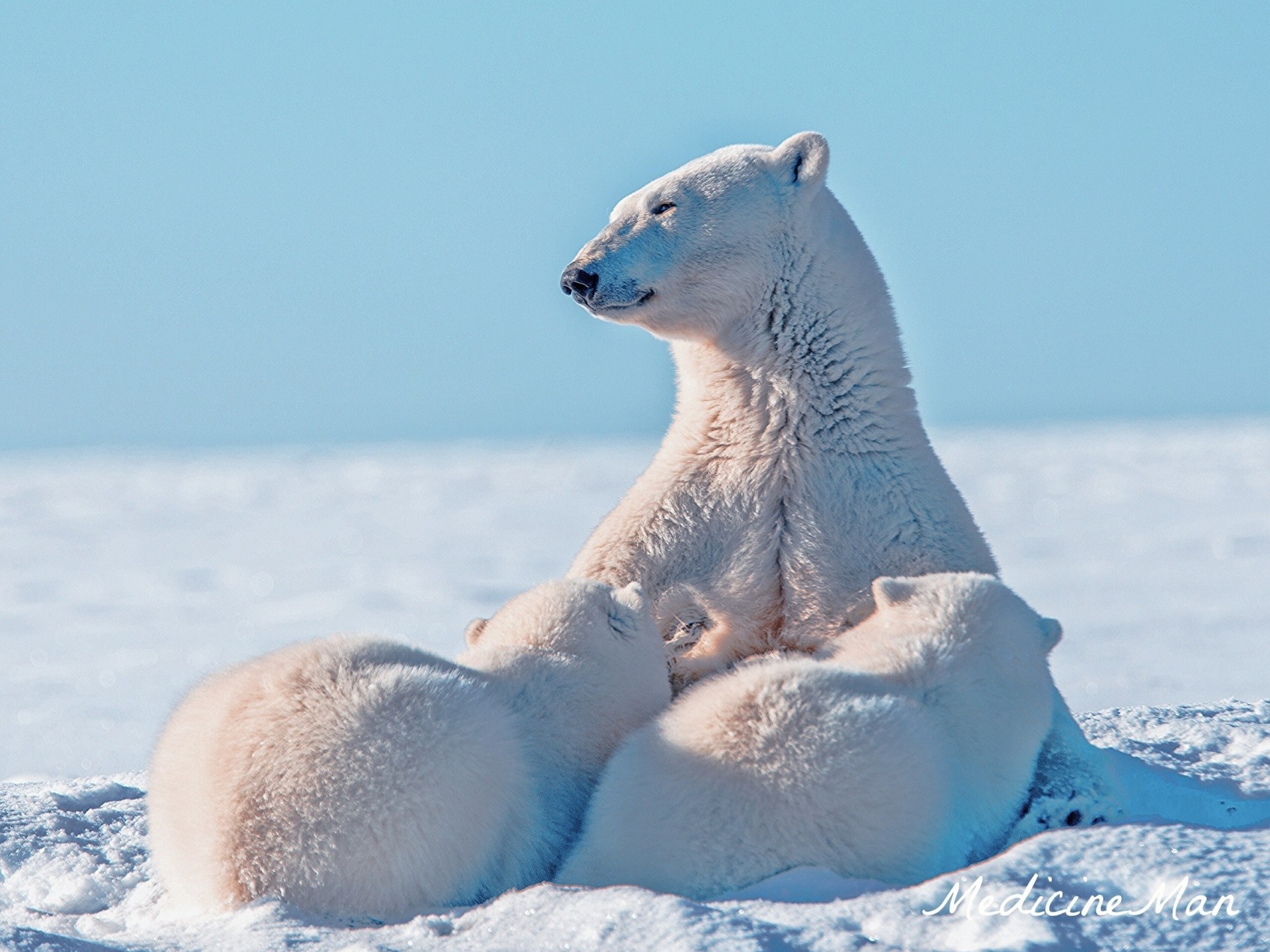 maternity winter arctic snow bears polar bears bear cub