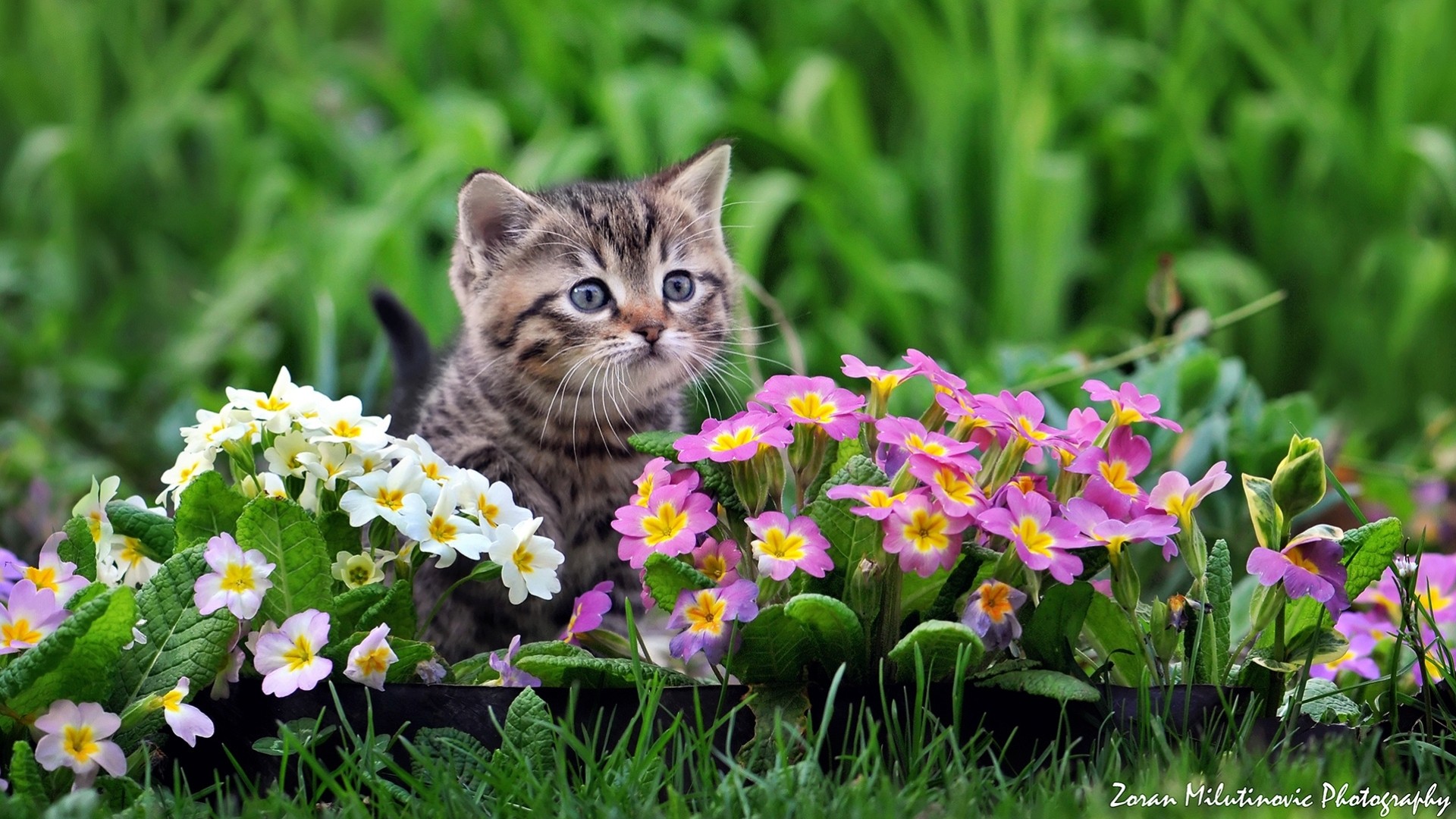 primel katze kind blumen