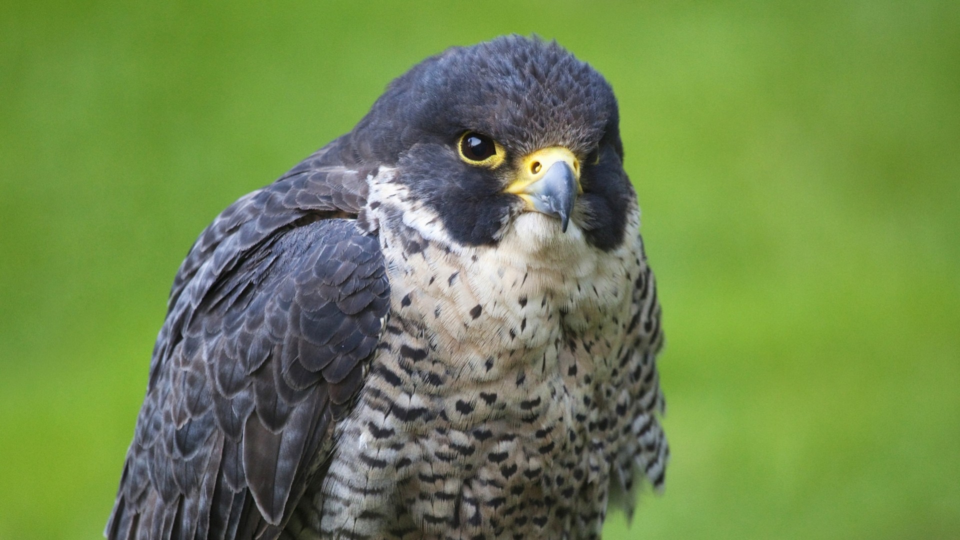 birds falcon predator