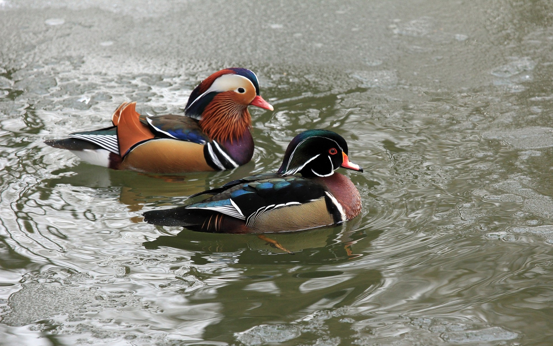 oiseaux glace eau ninja mandarine canard