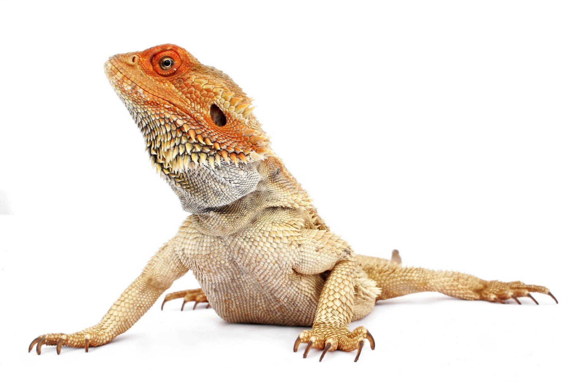 white background iguana reptile