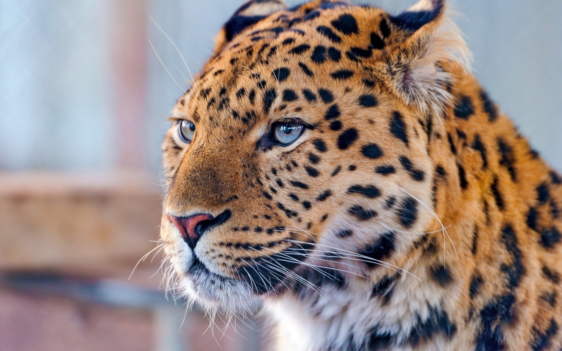 ojos azules depredador leopardo especie