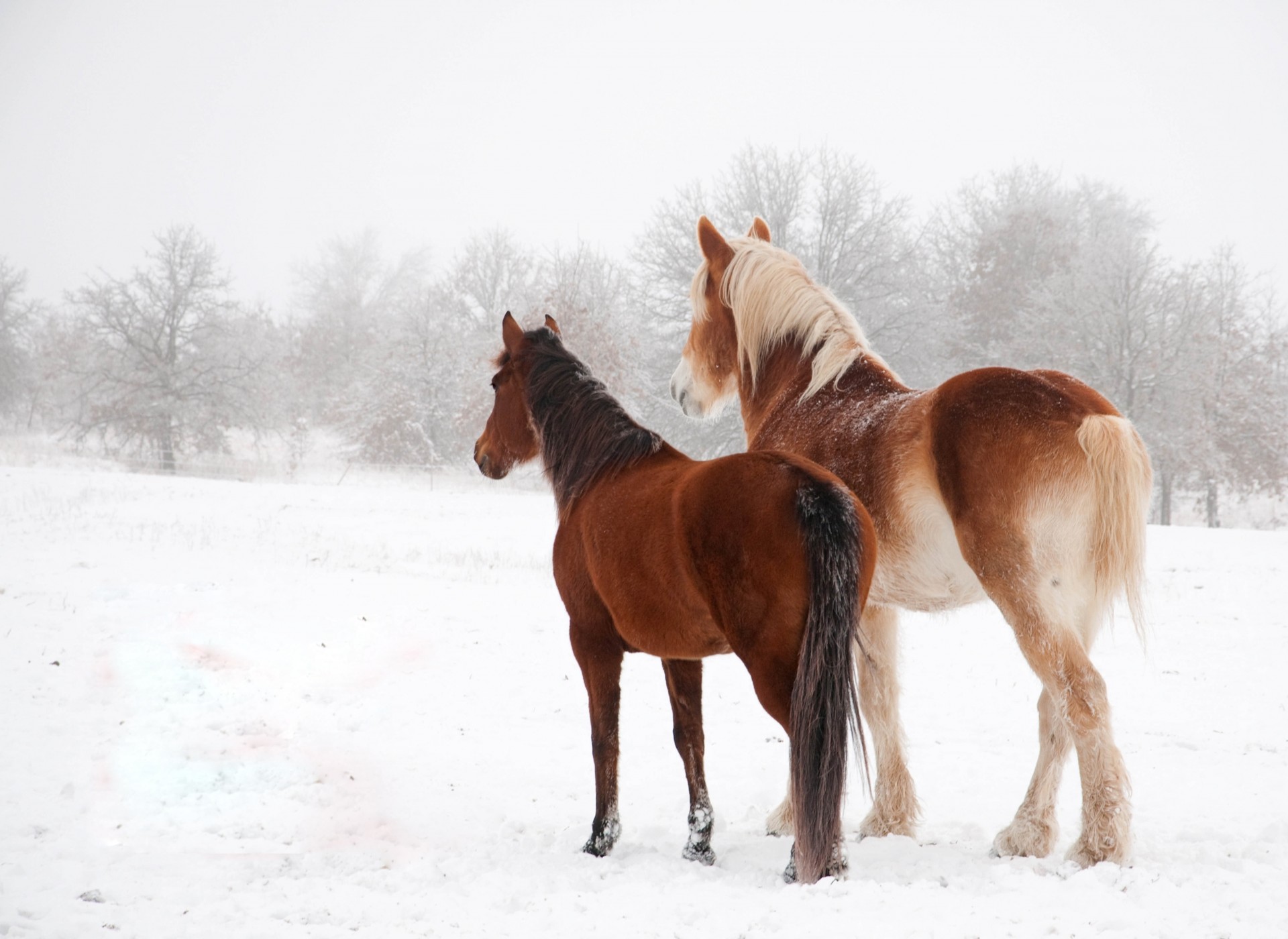 chevaux neige hiver couple