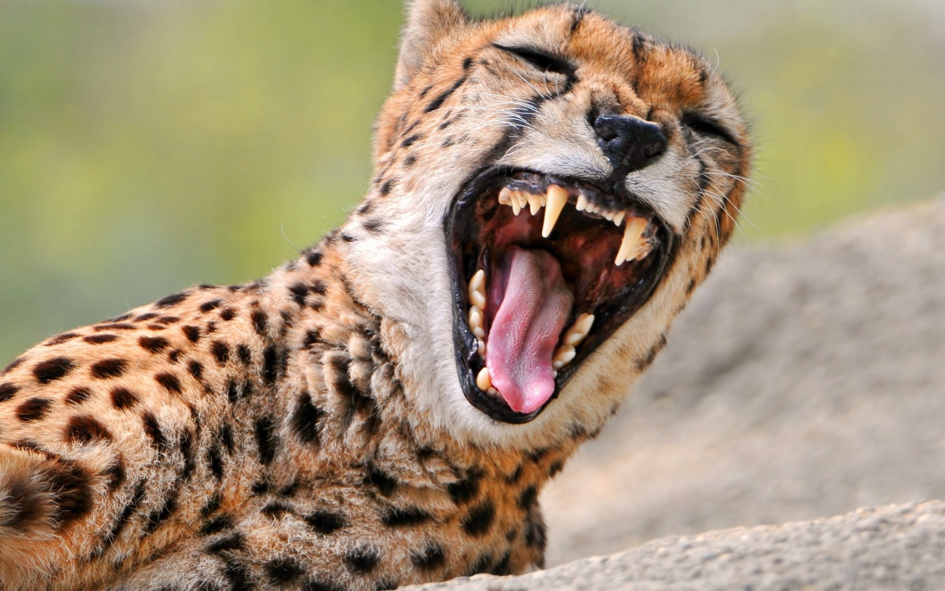 animals anger cheetah predator