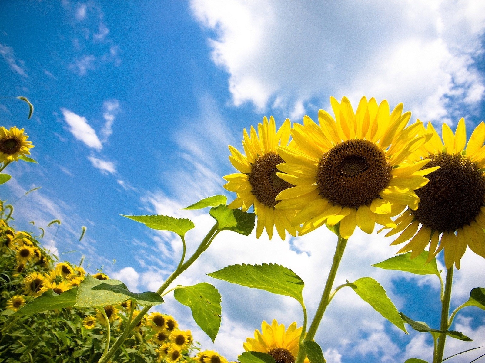 tournesols soleil ciel nuages joie