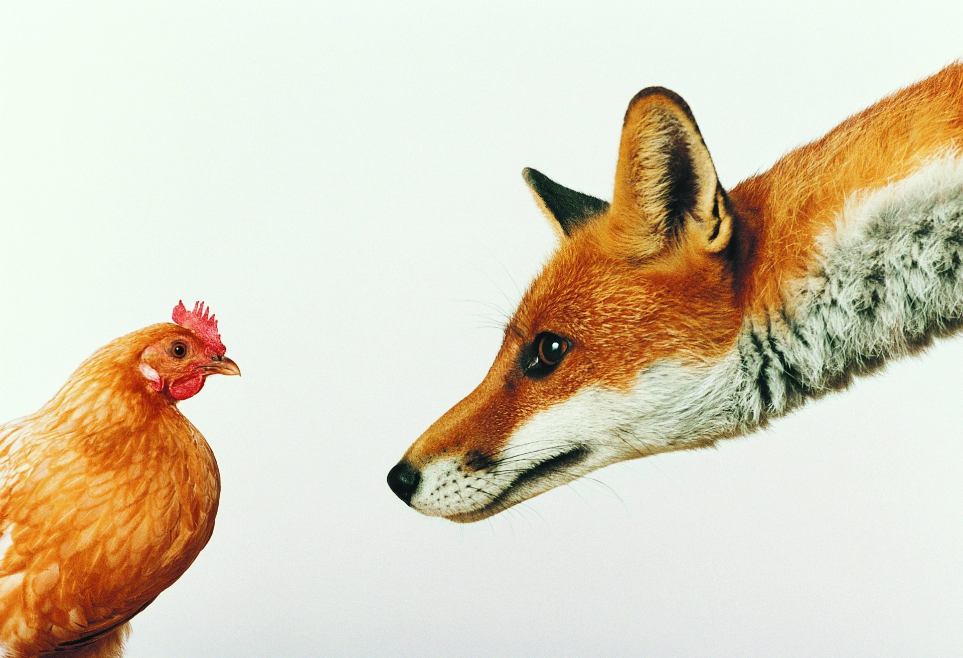 weißer hintergrund fuchs huhn