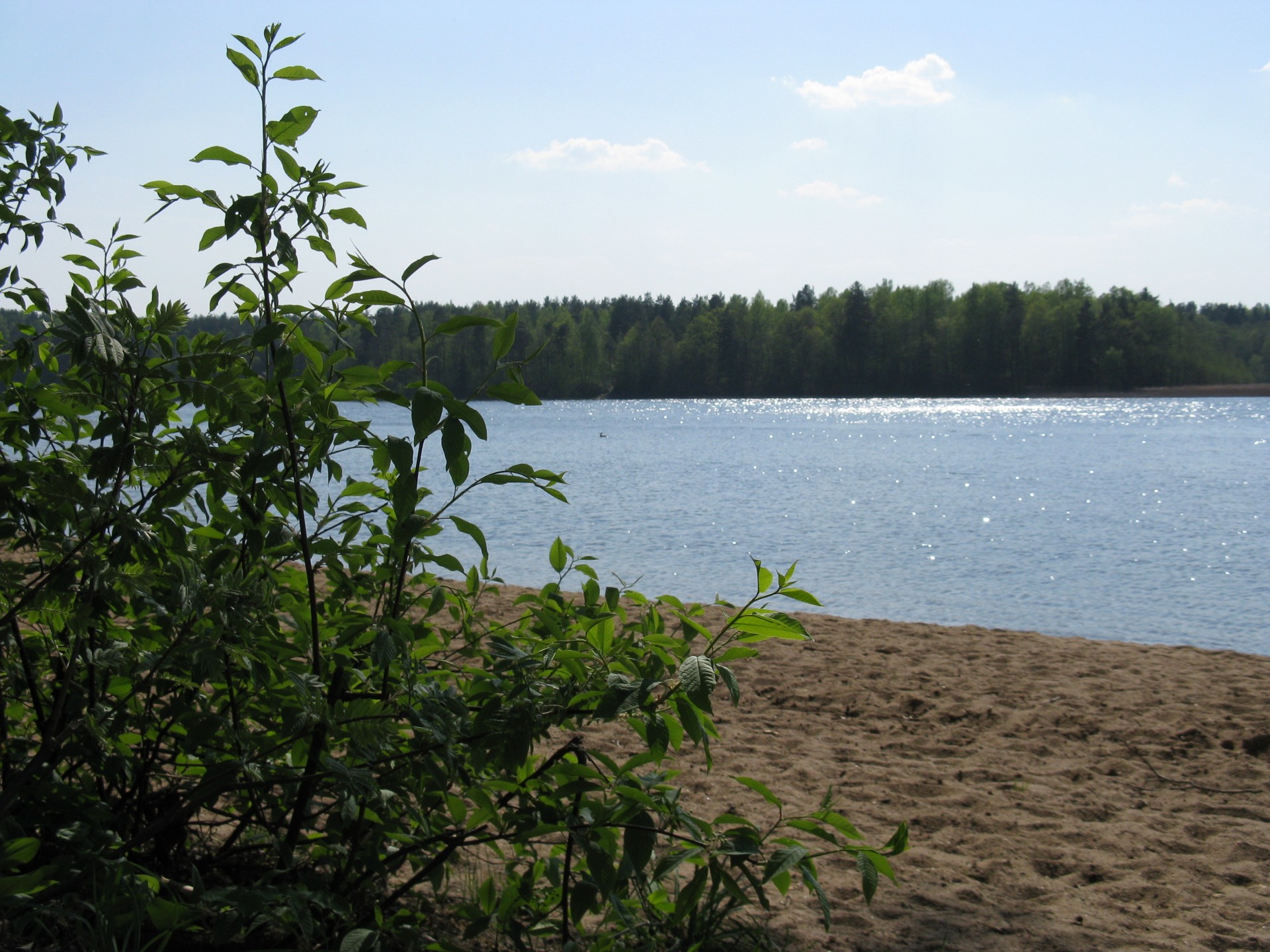 lago sabbia cespuglio