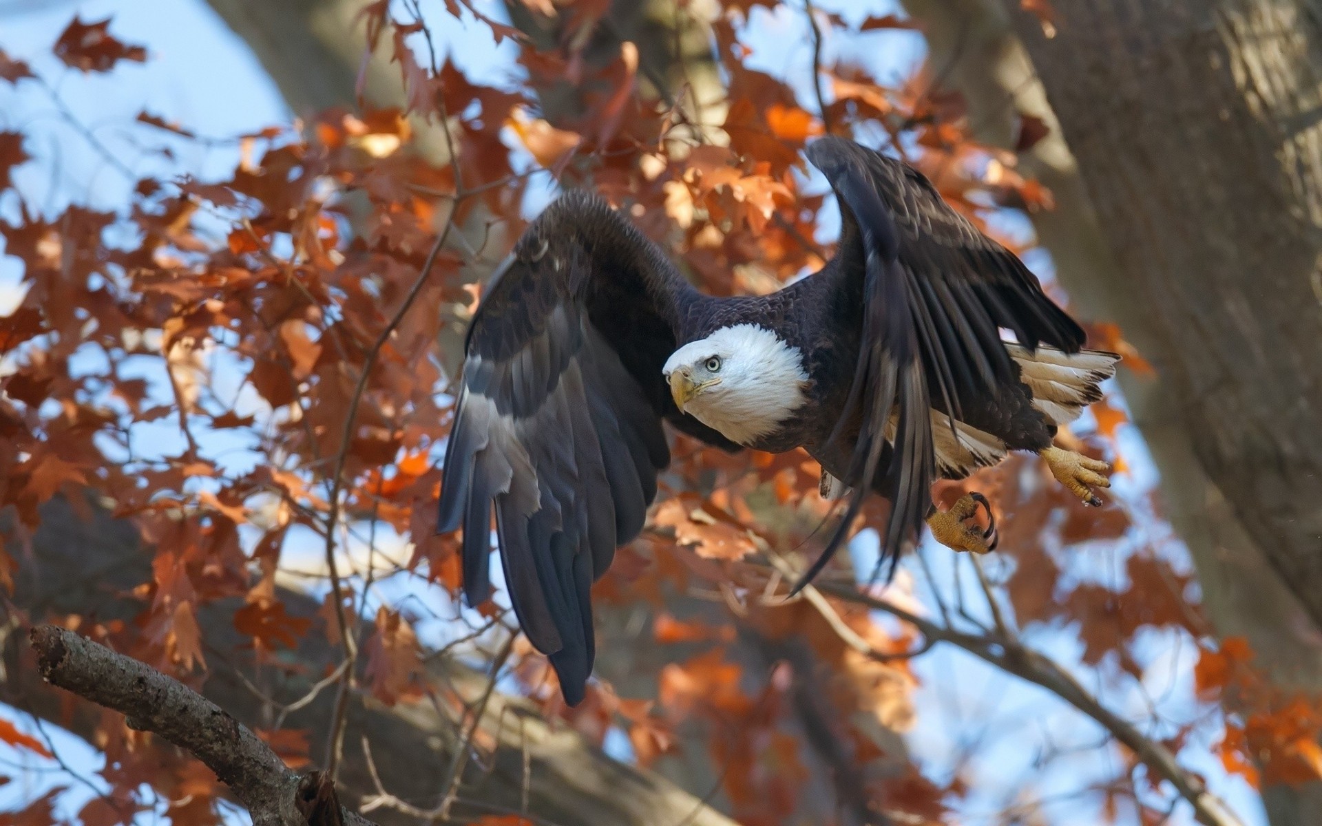 aves otoño árbol