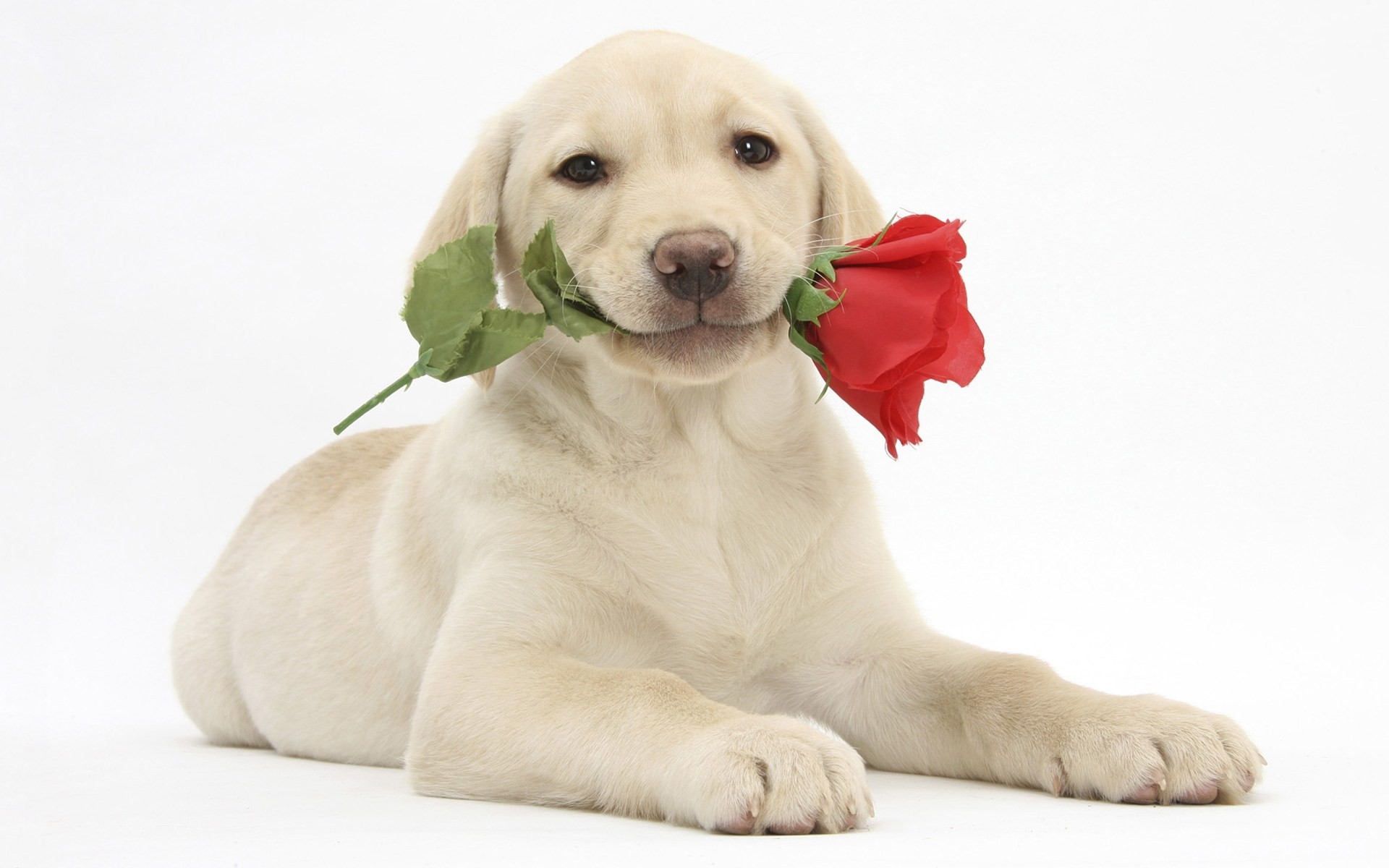 puppies flower white background dogs babes holiday