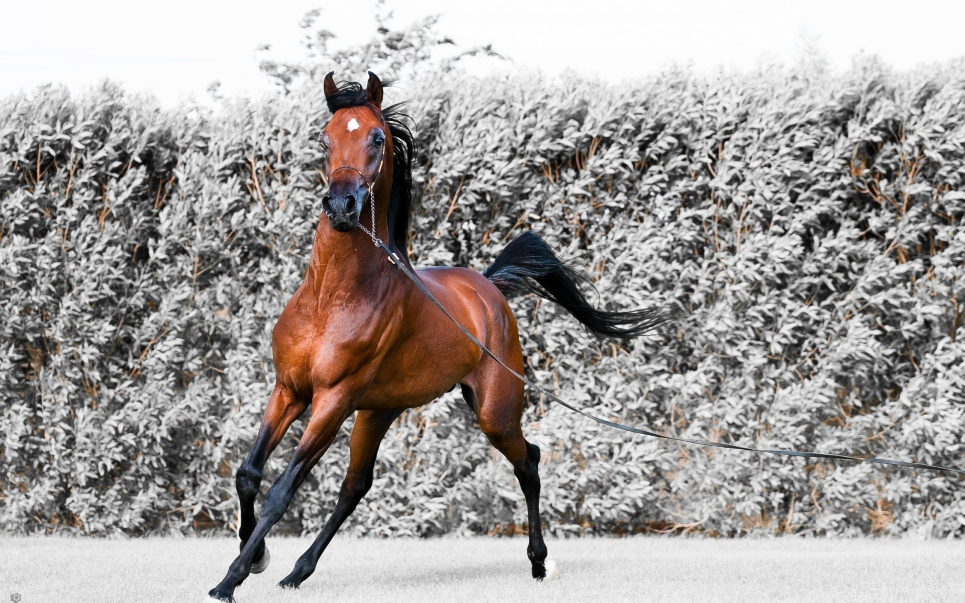 running horse harne