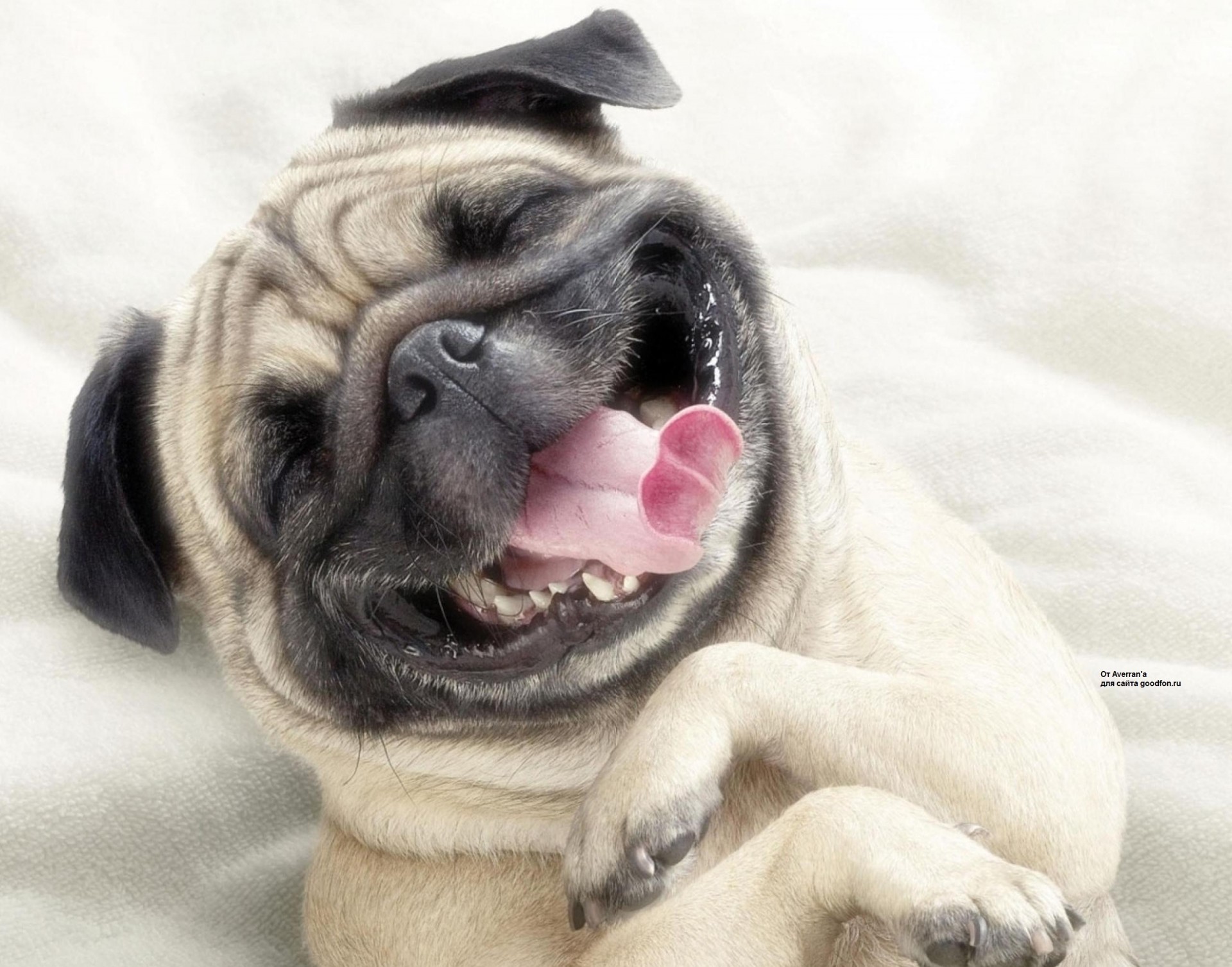 pug humor shayrskaya horse laughter