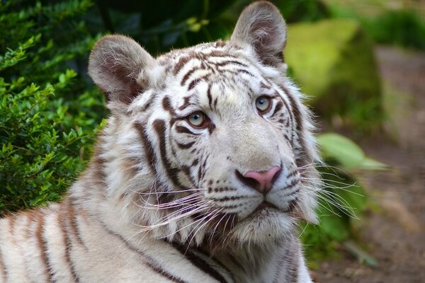 Porträt eines nachdenklichen weißen Tigers