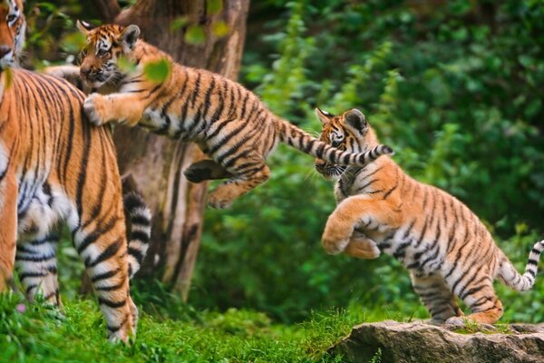 Divertidos juegos de gatos salvajes. Tigres saltando en la hierba