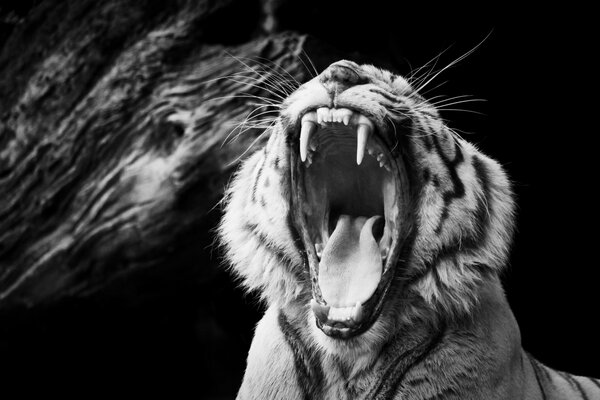 Tigre blanco y negro gruñe colmillos