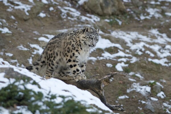 Bête duveteuse. Chat léopard sauvage