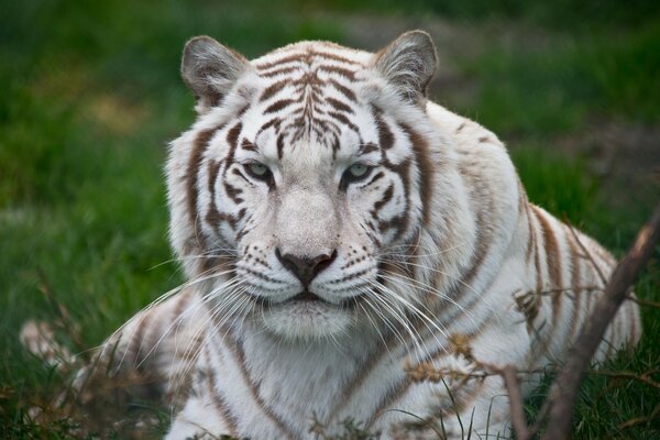 Der weiße Tiger ruht auf dem Gras