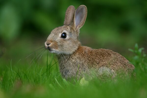 Der Hase hat Gras, er hat dort Nahrung gefunden und isst Ruhe.