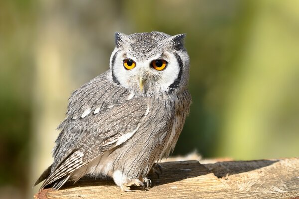 Curvy owl close-up