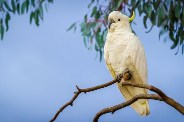 Un grande cacatua si siede su un ramo al tramonto